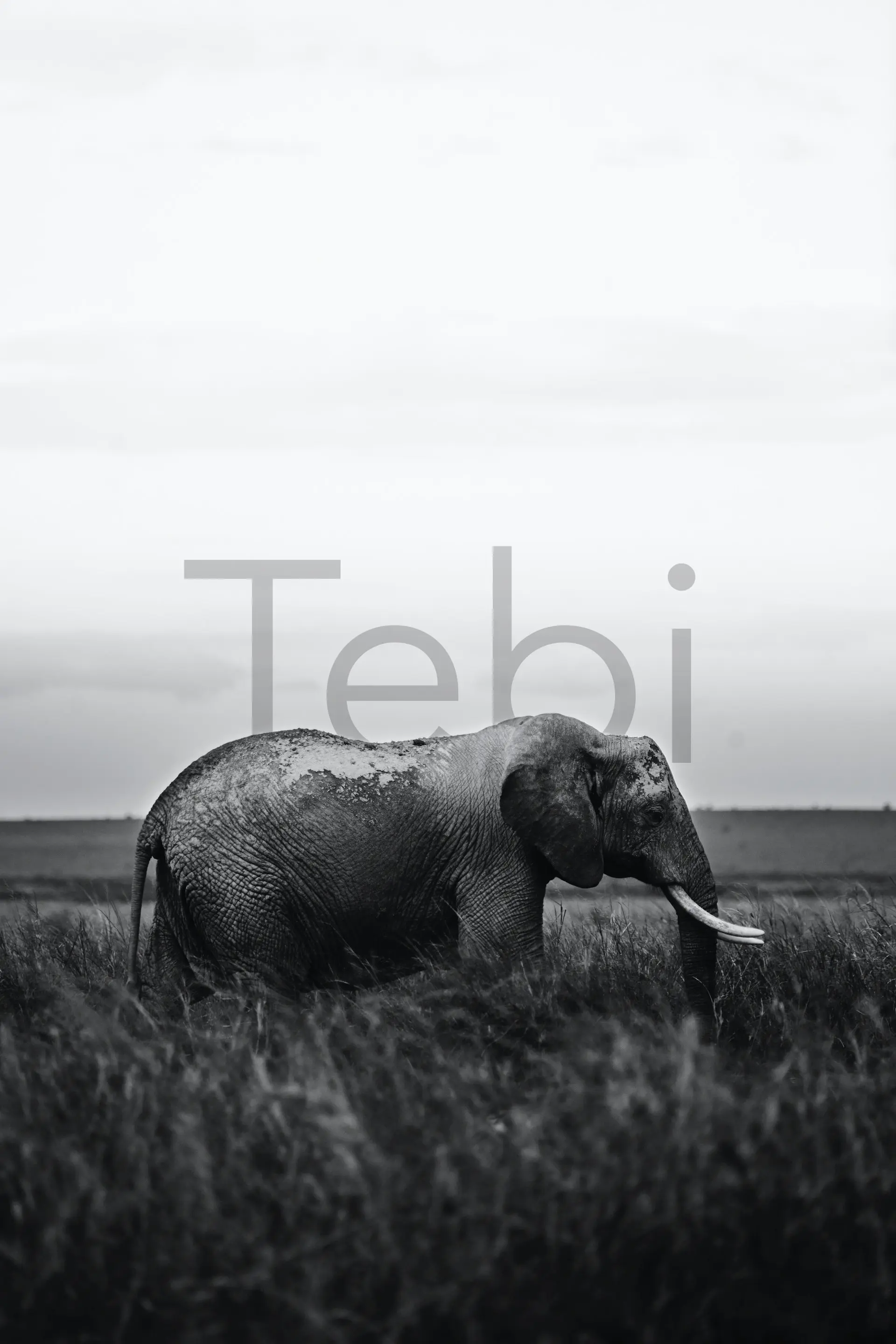 Text Behind Image Tebi photo